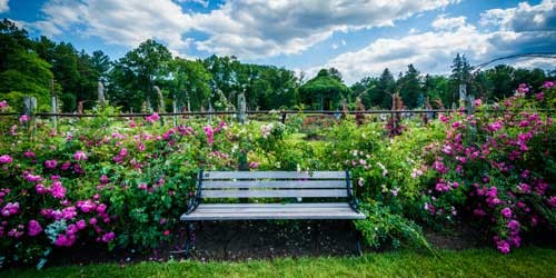 rose garden and bench 