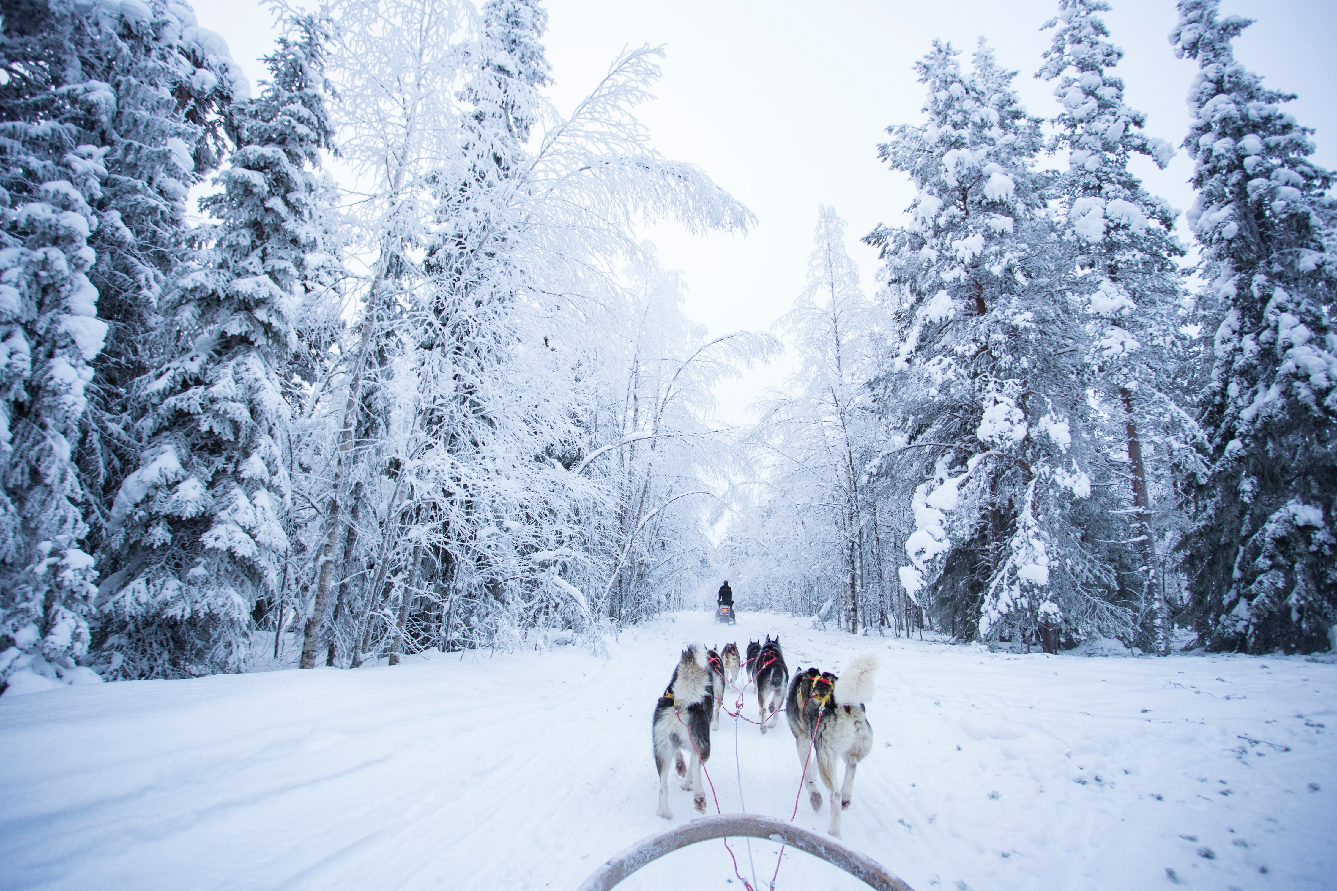 image of dogsledding in Finland
