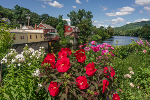 Image of flowers in bloom from Bridge of Flowers overlooking village of Shelburne Falls, MA